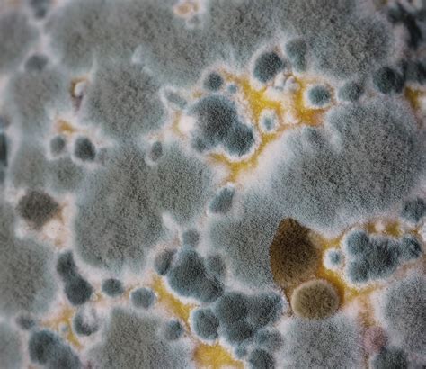 MOLD (Tagalog).